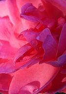 rose petals ornamental plant close-up