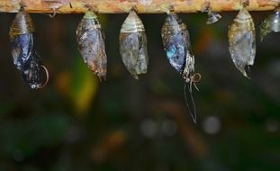 butterfly cocoons on the board