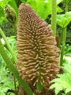 Flowering tropical ornamental plant