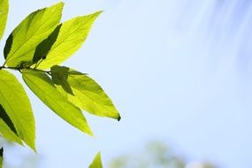 green leaf on a summer sky background