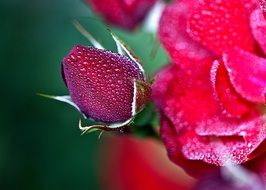 red rose with buds in water drops close up