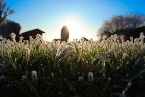 spring morning grass in the sun