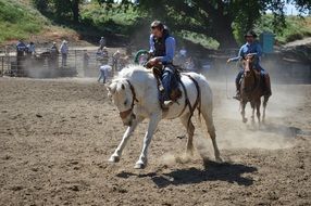 talahi white horse cowboy