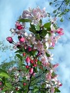 flowers on a flowering branch