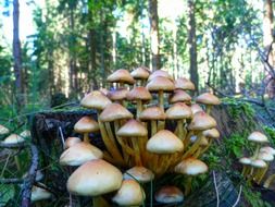 mushrooms is growing in a stump in forest