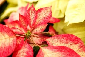 red leaves of a plant in botanic garden