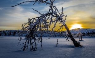 frosted tree on snowy field, norway