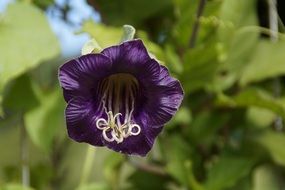 purple bat flower