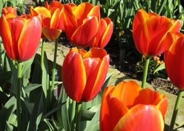 orange tulips on the garden bed
