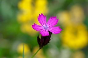 purple flower on a background of nature on a blurred background