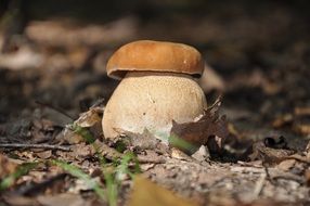 edible mushroom after rain