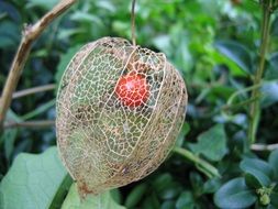 ripe physalis berry