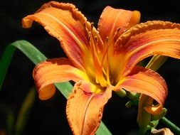 lily orange opened Bud
