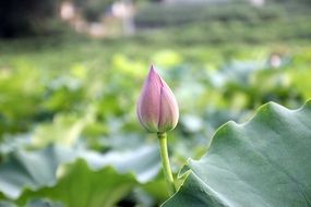 Lotus bud on the green leaves on the lake