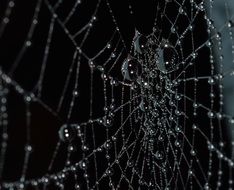 dew on the web