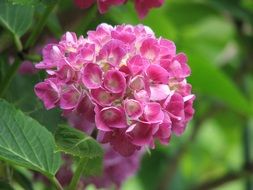 Beautiful, blossoming, pink hydrangea flowers with green leaves