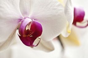 delicate orchid flower