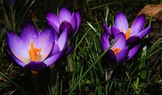purple crocuses are beautiful spring flowers