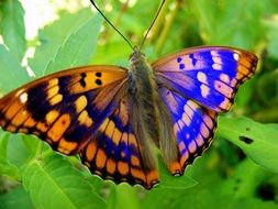 yellow and blue butterfly among green leaves