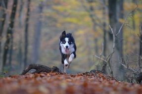 the dog runs through the autumn forest