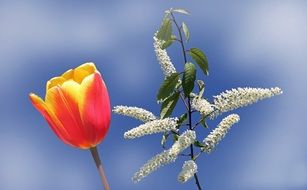 tulip and blooming tree