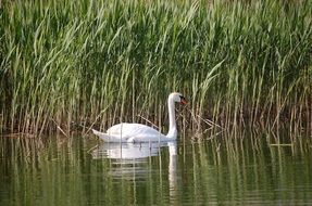 White swan swimming in the pond