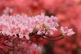 beautiful pink spring flowers
