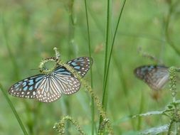 colorful butterfly on a wild field