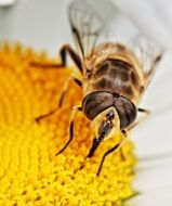 small hoverfly insect