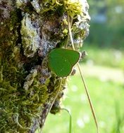 green butterfly on a tree trunk