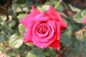 blooming rose on the stalk