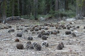 pine cones lie on the forest floor