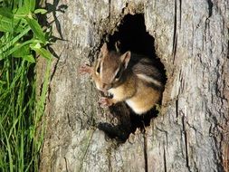 chipmunk on the tree