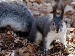 gray squirrel on dry grass