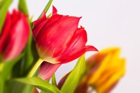 Close-up of the red tulips bouquet