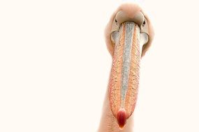 pelican eyes