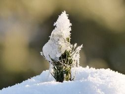 picture of the snowy tree branch