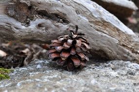 dry pine cone on ground