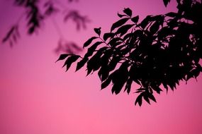 Branch of a tree against a background of a pink sky