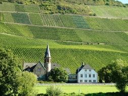 wine growing area near Mosel