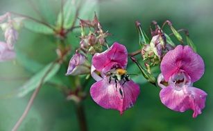 bee pollinates a purple wildflower