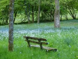 bench in the meadow