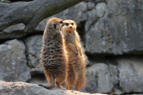 Meerkats stand on the stone