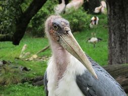 adjutant bird in nature