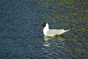 Seagull is swimming in the lake