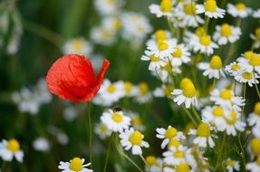 red poppy in a field of daisies