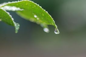 drops of water flow down the green leaves after summer rain