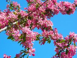 Beautiful tree branches with the pink flowers