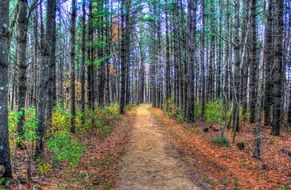panorama of autumn birch forest trail