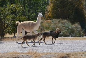 rams and llamas in the wild in Africa